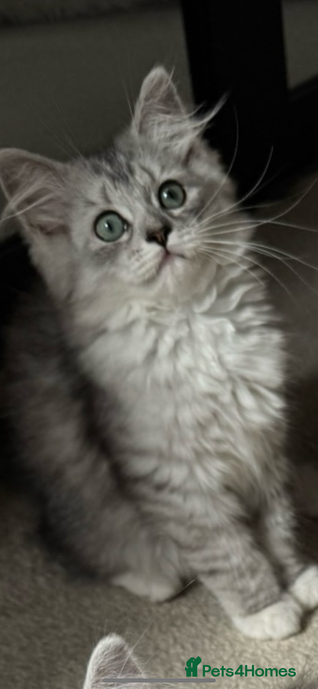 Mixed Breed cats for sale: Persian x Ragdoll kittens - Image 26