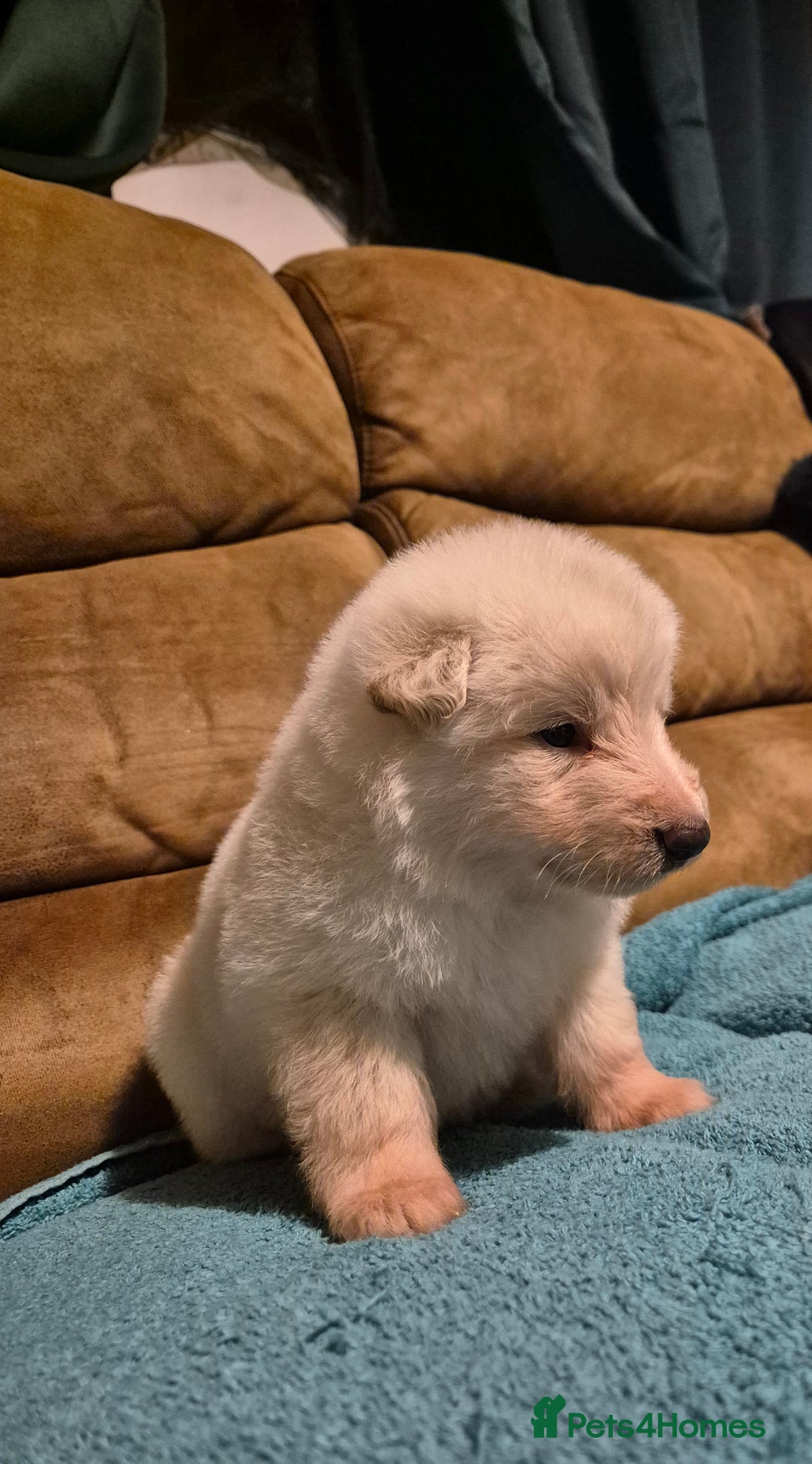 German Shepherd dogs for sale: KC German Shepherd Puppies Blue, White & Black/Tan - Image 28
