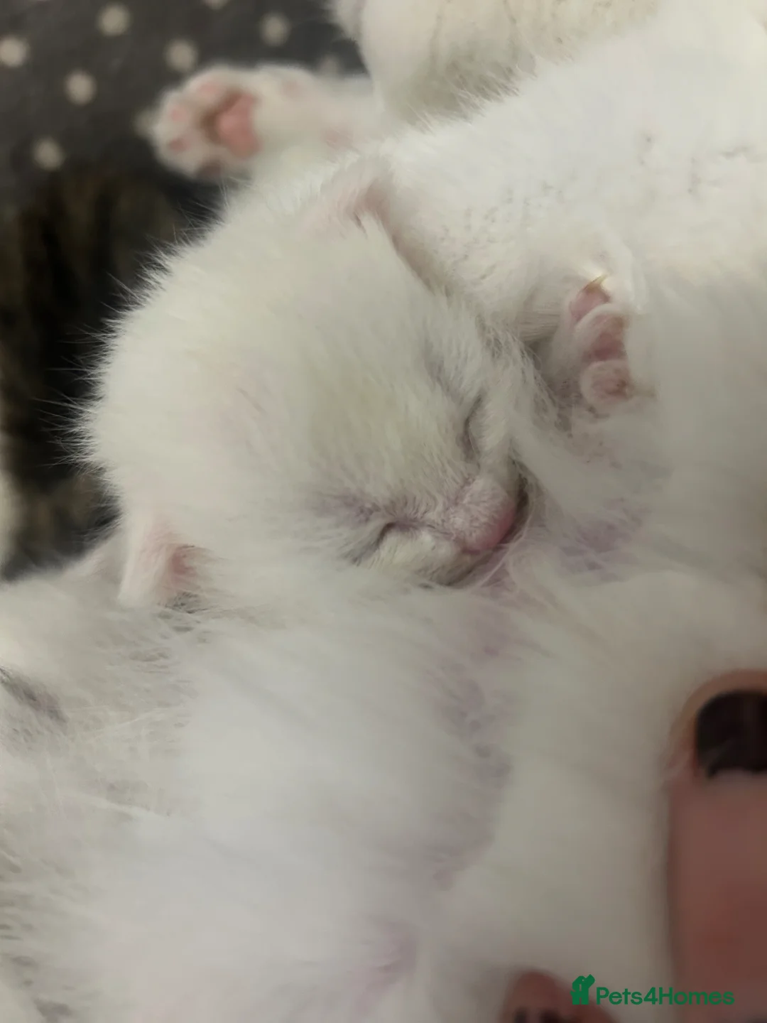 Turkish Angora cats for sale: Beautiful Turkish angora x kittens available  - Advert 10