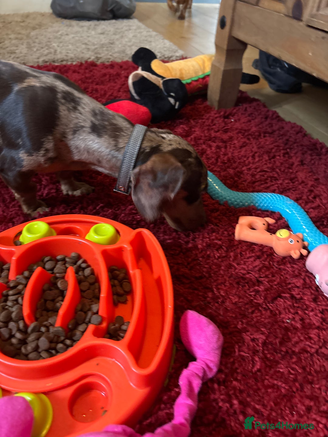 Miniature Dachshund dogs for sale: Miniature dauchund - brown mearle - Image 3