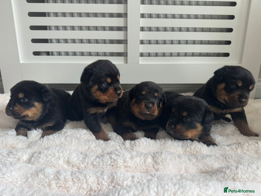 Rottweiler dogs for sale: Rottweiler puppies for sale - Image 18