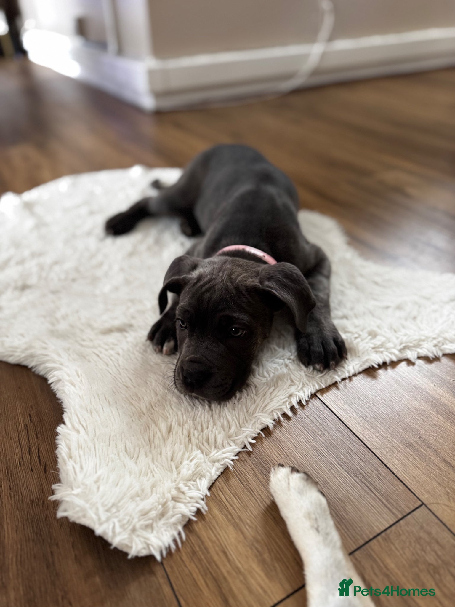 Cane Corso dogs Puppy Cane Corso  - Advert 3