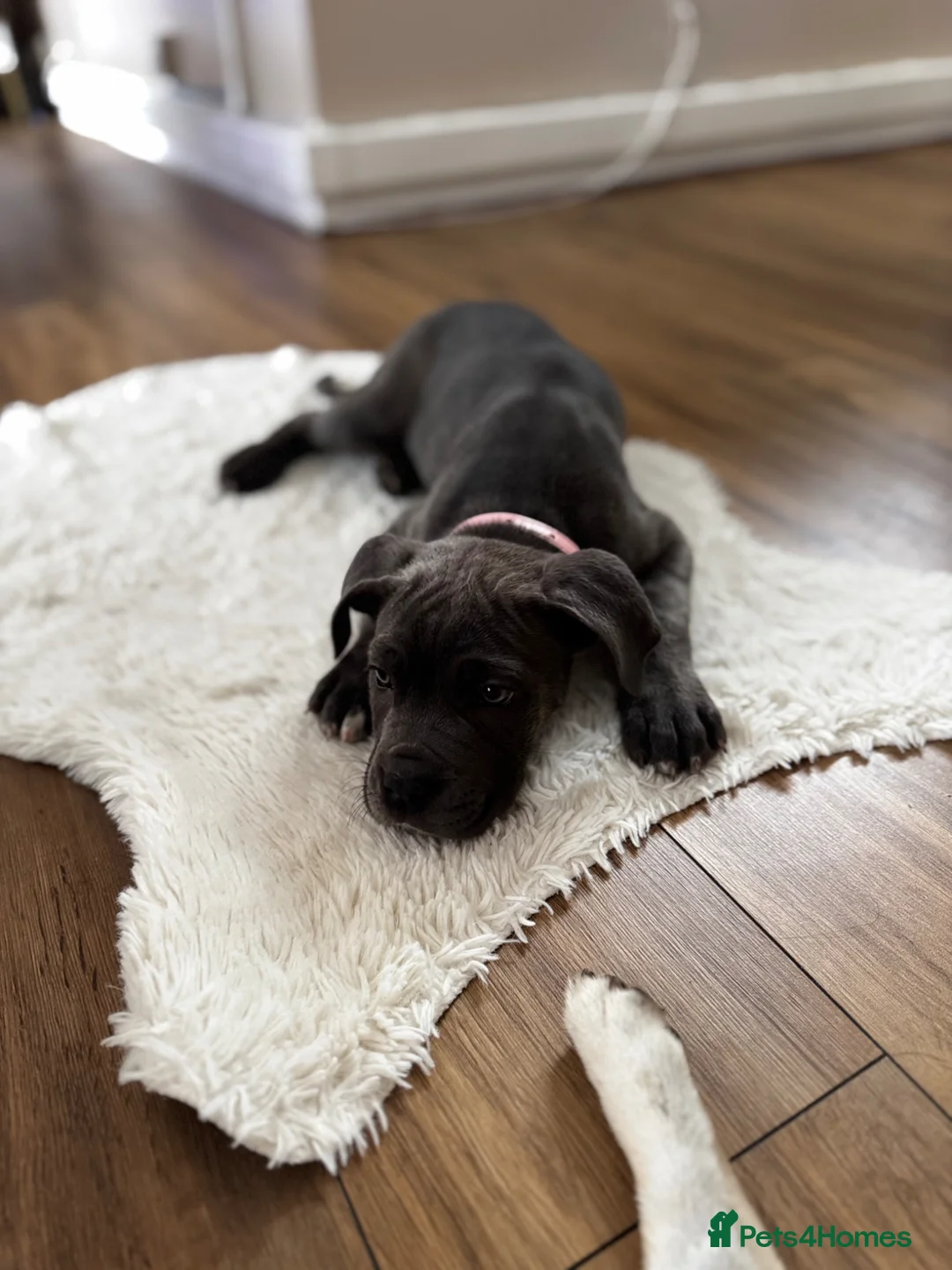 Cane Corso dogs for sale: Puppy Cane Corso  in Newcastle upon Tyne - Advert 1