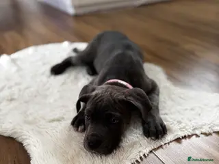 Cane Corso dogs Puppy Cane Corso - Advert 3