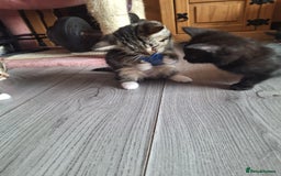 Domestic Shorthair cats for sale: Kittens for sale mother is half maine coon - Image 12