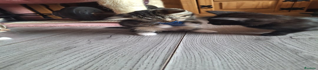 Domestic Shorthair Kitten 4