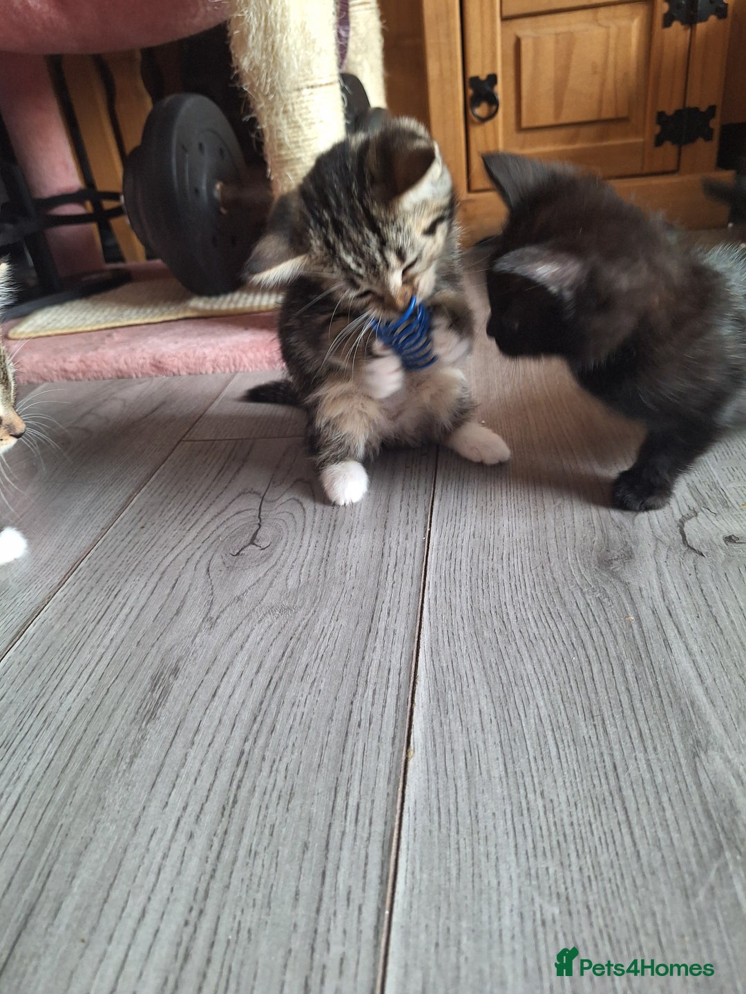 Domestic Shorthair cats for sale: Kittens for sale mother is half maine coon - Image 12
