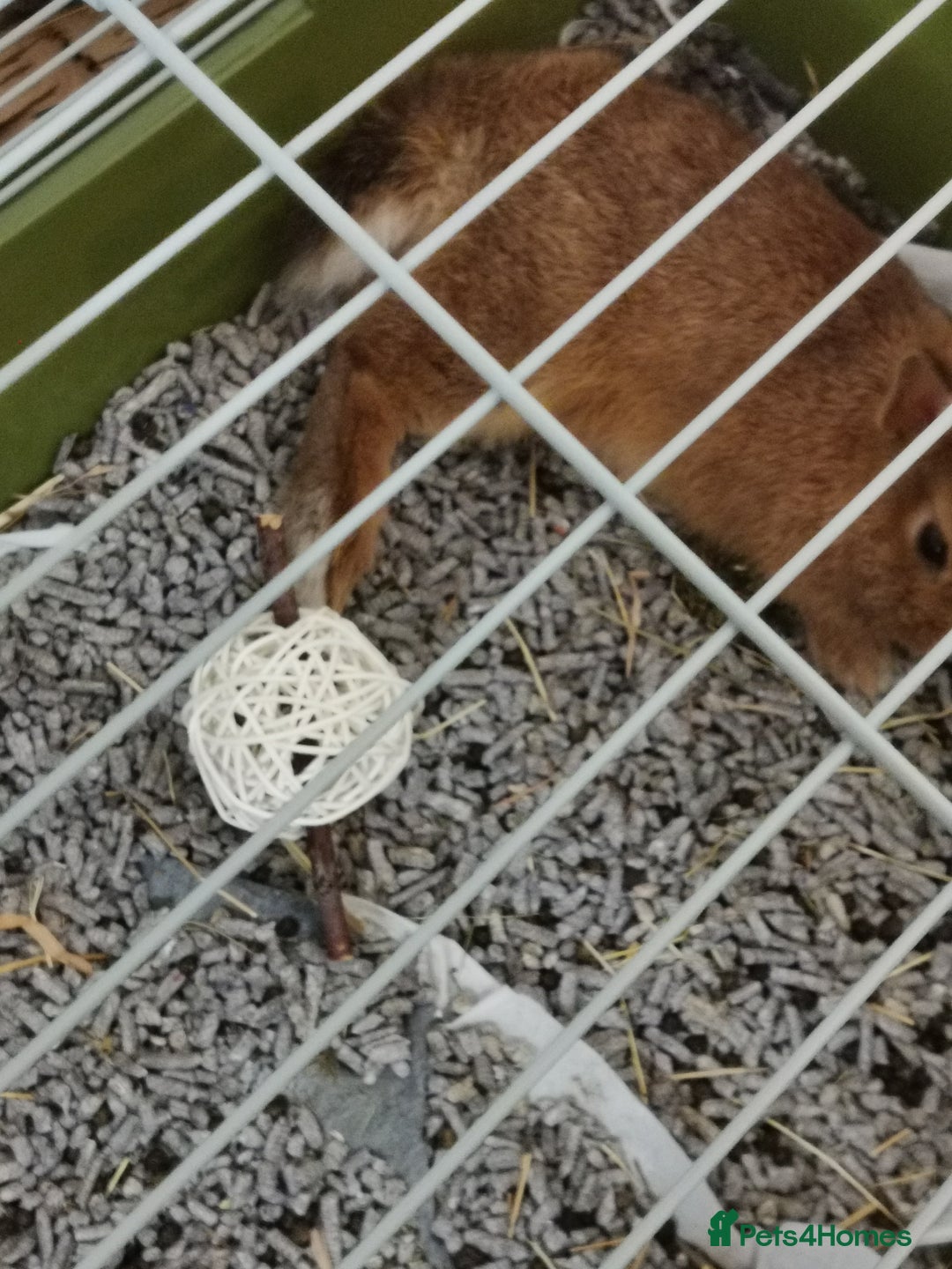 Netherland Dwarf rabbits for sale: Unique, Rare Red Fox Rabbit for sale - Advert 15