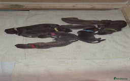 Cane Corso dogs for sale: 8 beautiful cane corsos  - Image 11