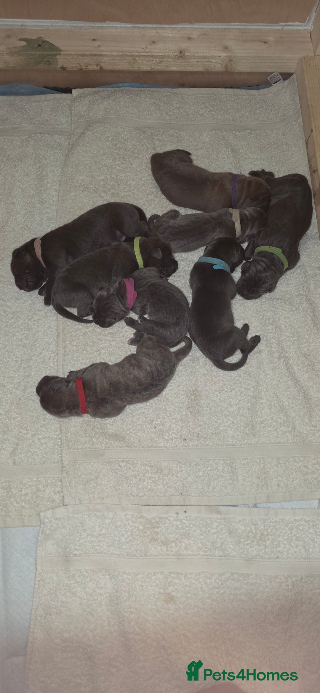 Cane Corso dogs for sale: 8 beautiful cane corsos  - Image 11