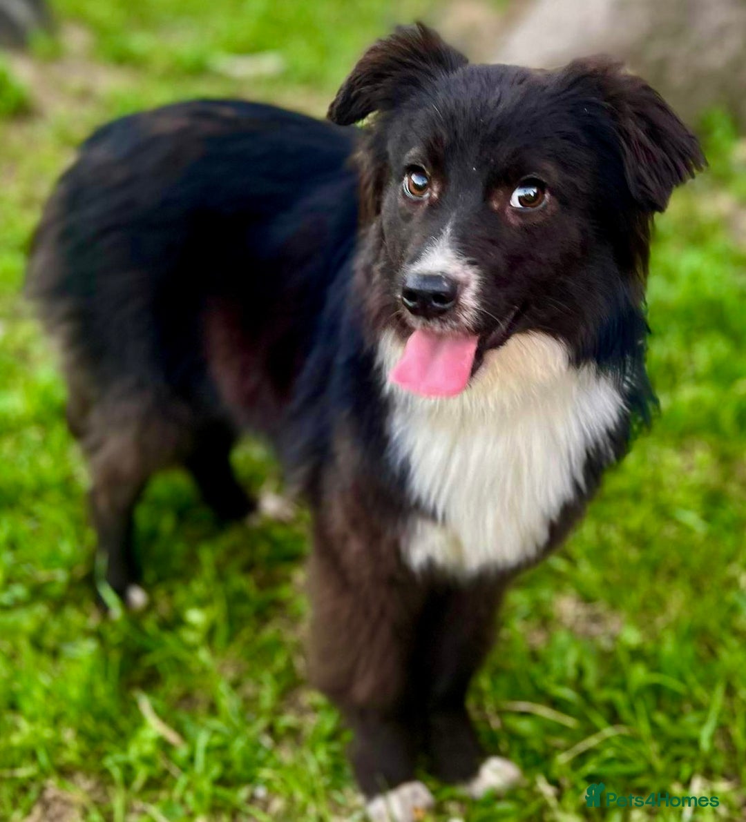 Border Collie dogs for adoption: Nika’s Story: Saved from the Brink of Death - Image 1