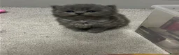 British Shorthair cats for sale: Chunky bsh grey baby - Advert 4