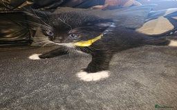 British Shorthair cats for sale: 4 beautiful fluffy kittens 4 weeks old  - Image 8