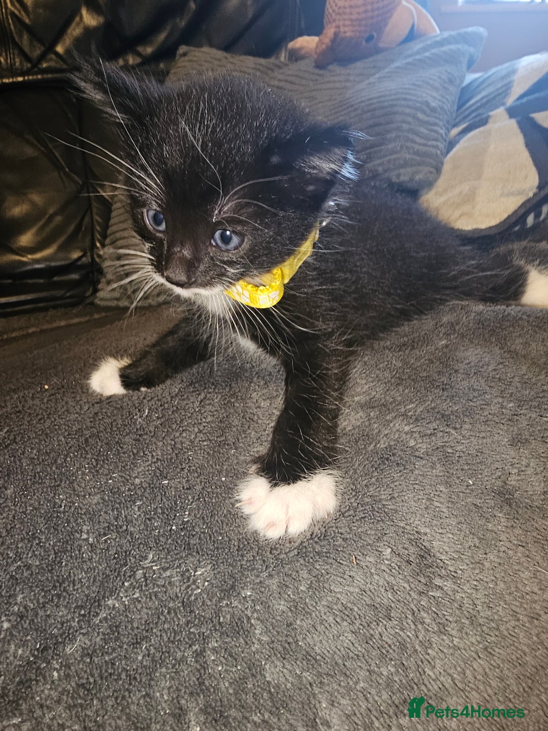 British Shorthair cats for sale: 4 beautiful fluffy kittens 4 weeks old  - Image 8