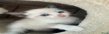 Ragdoll 2