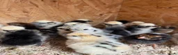 Mixed Breed poultry for sale: Chicks,Brahma, silkie, cross, polish  - Advert 8