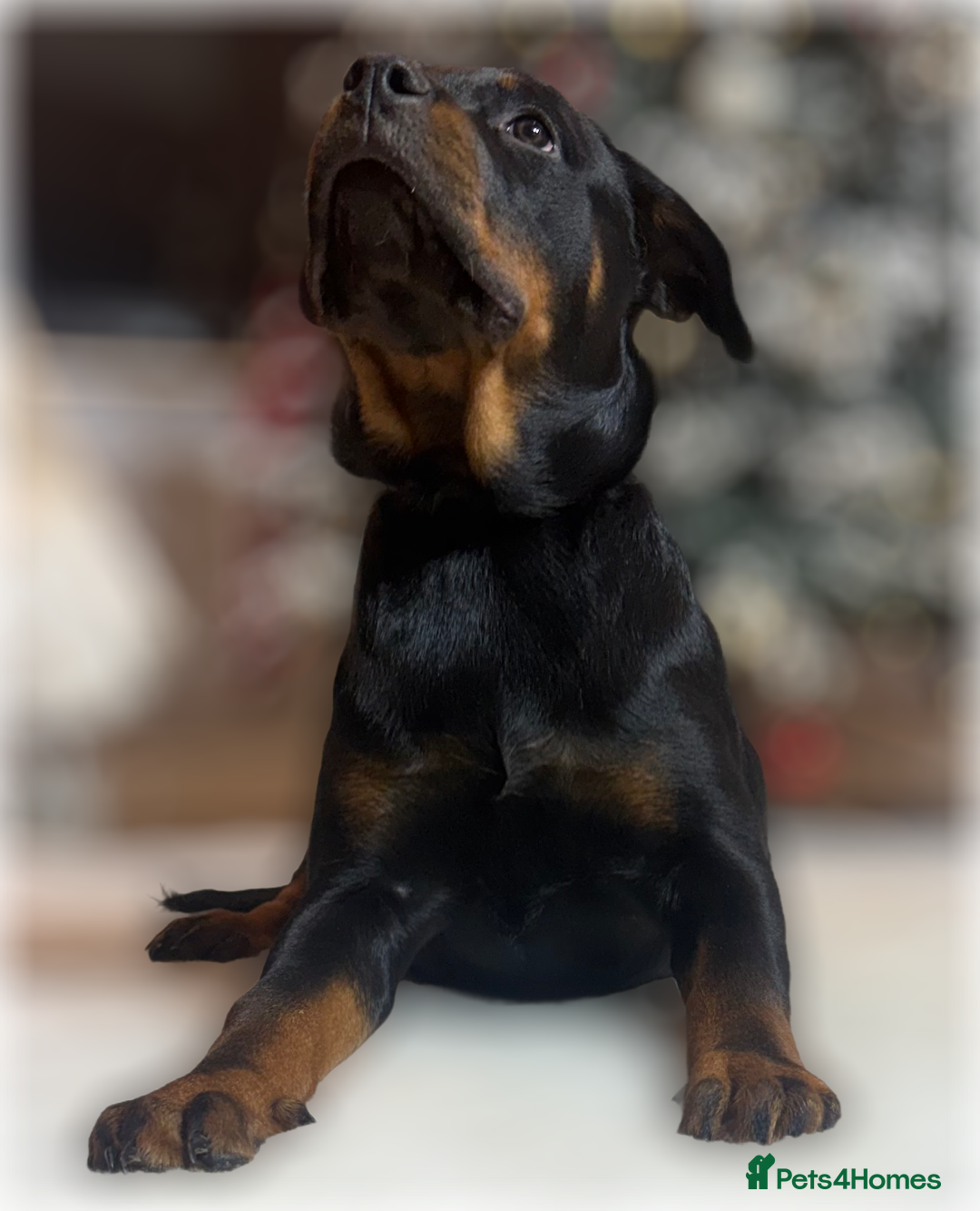 Rottweiler dogs for sale: ROTTWEILER PUPPIES. KC REGISTERED. FREE INSURANCE. - Advert 16