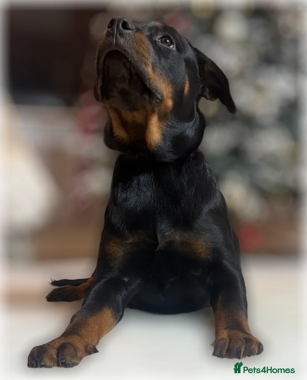 Rottweiler dogs for sale: ROTTWEILER PUPPIES. KC REGISTERED. FREE INSURANCE. - Advert 16