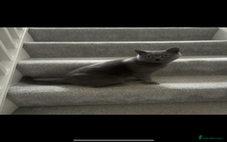 British Shorthair cats for sale: 💜Active GCCF reg BSH blue female 2yrs old💜 - Image 4
