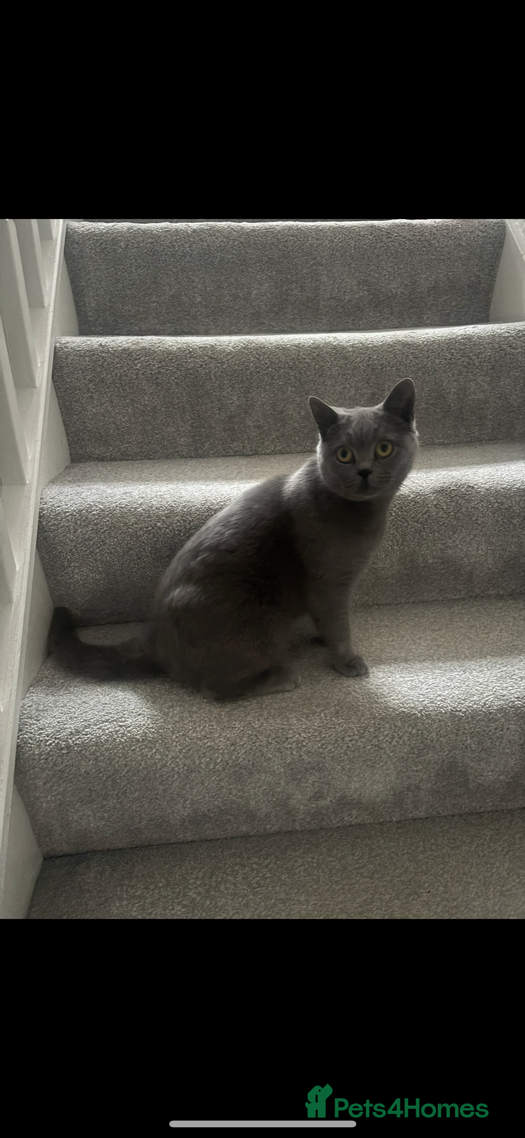 British Shorthair cats for sale: 💜Active GCCF reg BSH blue female 2yrs old💜 - Image 4
