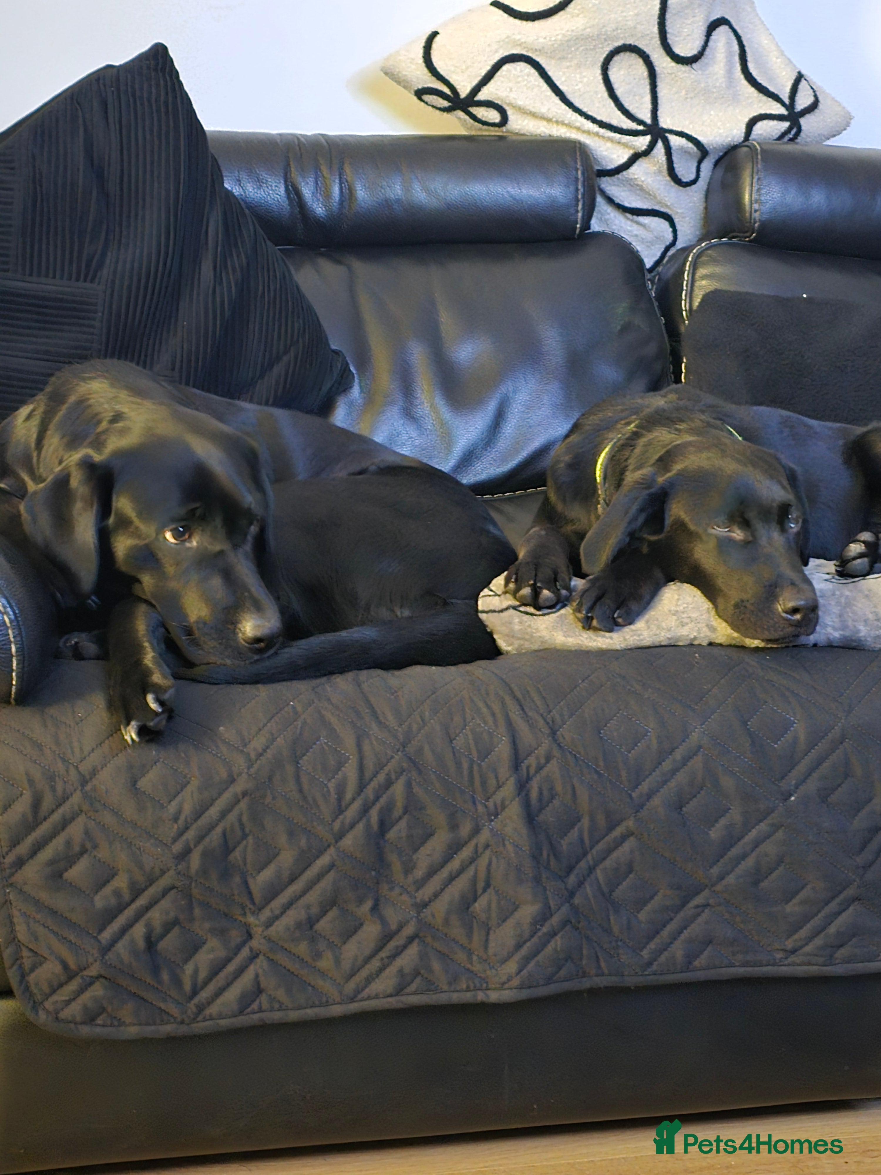 Labrador Retriever dogs Black labrador  - Advert 1