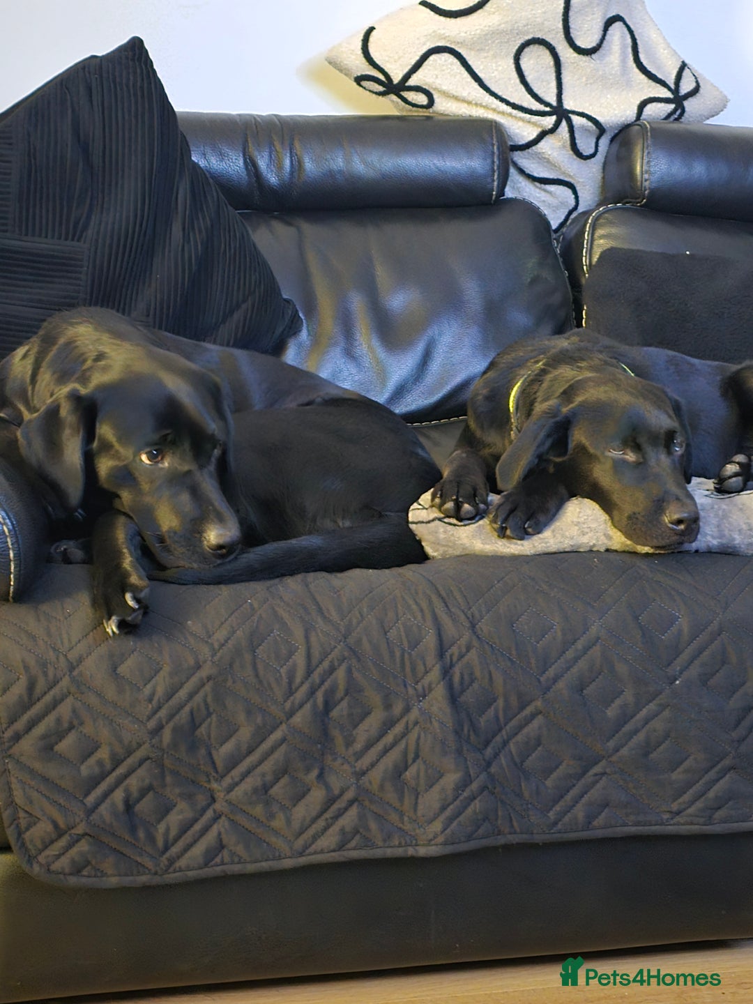 Labrador Retriever dogs for sale: Black labrador  - Advert 1