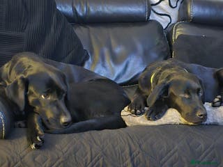 Labrador Retriever dogs Black labrador - Advert 13