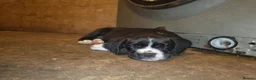Mixed Breed dogs for sale: ADORABLE Boxer x puppies - Advert 4