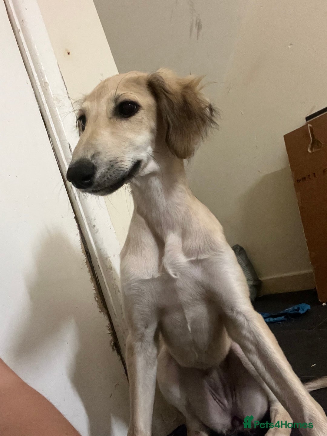 Lurcher dogs for sale: Two lurcher puppies needing new homes - Image 2