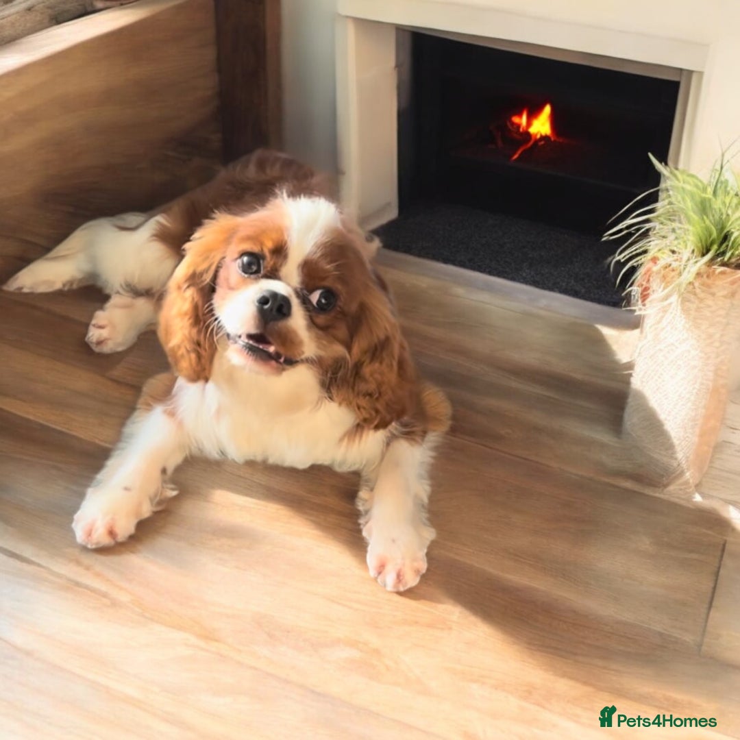 Cavalier King Charles Spaniel dogs for stud: Merlesque 5⭐️ cavalier stud DNA/Heart/Eye tests in Birmingham - Advert 5