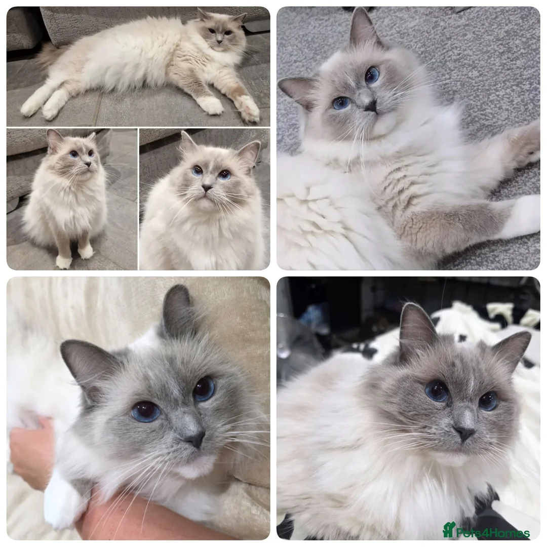 Ragdoll cats for sale: 🤍 GCCF Ragdoll Mum & Daughter 🤍 - Advert 3