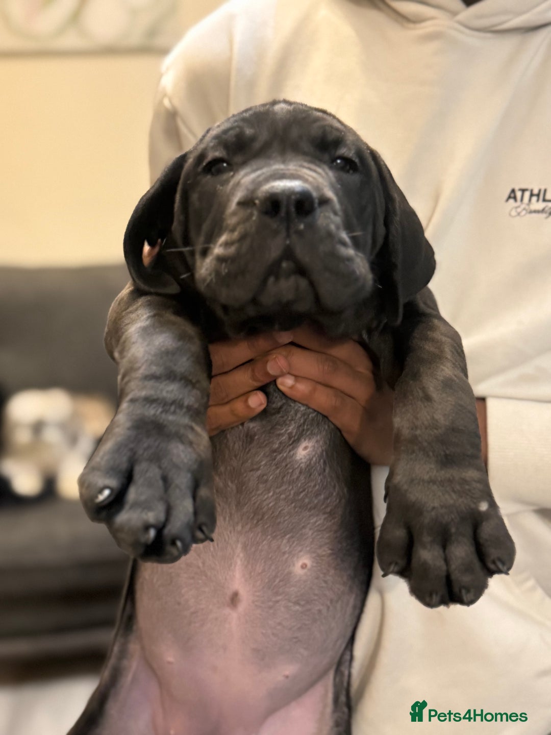 Cane Corso dogs for sale: Imp Champion Bloodline Pure Breed Cane Corso pups  - Advert 12