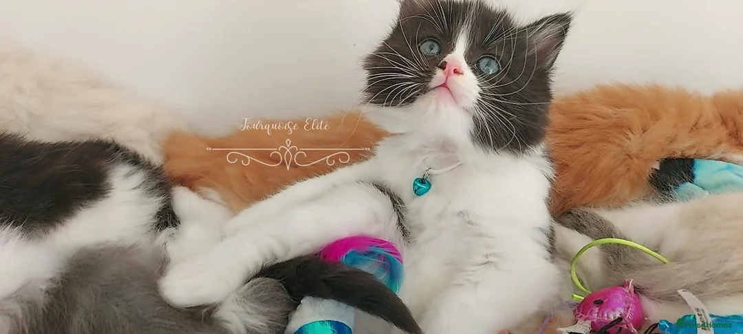 Ragdoll cats for sale: Beautiful cross Ragdoll/Persian 😻😻😻😻 - Advert 39