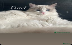 Ragdoll cats for sale: Adult blue bi male  - Image 1