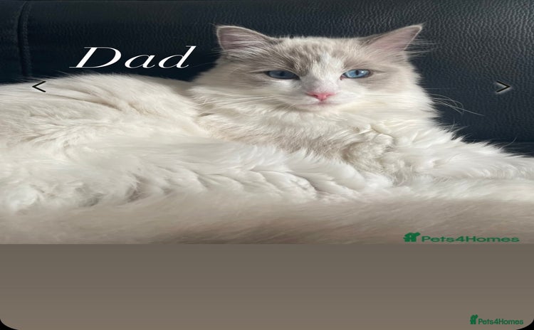 Ragdoll cats - Advert 10