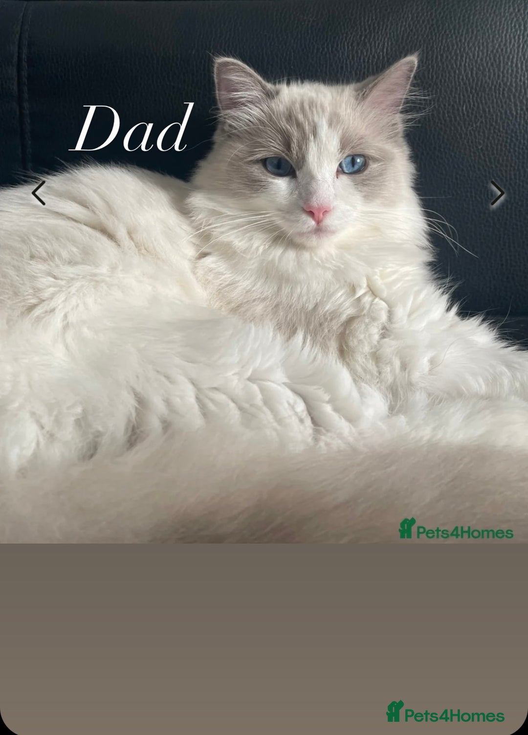 Ragdoll cats for sale: Adult blue bi male  - Image 1