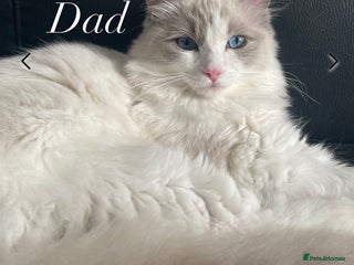 Ragdoll cats - Advert 26