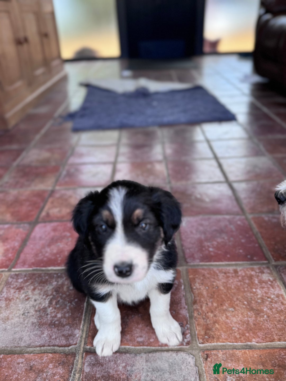 Border Collie dogs for sale: Beautiful working/Pet Collie pups - Image 7
