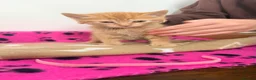 Domestic Shorthair cats for sale: Ginger Kitten for sale - Advert 6