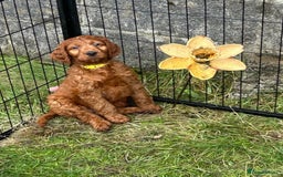 Irish Doodle dogs for sale: Irish doodles - Image 4