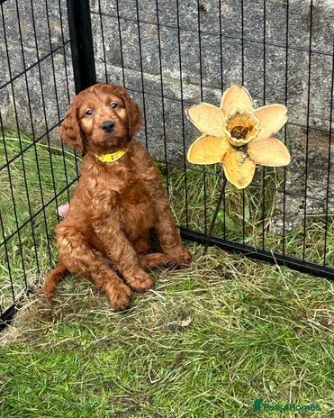 Irish Doodle dogs - Advert 1