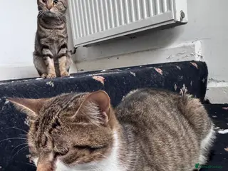 Mixed Breed cats Kittens for sale - Advert 1