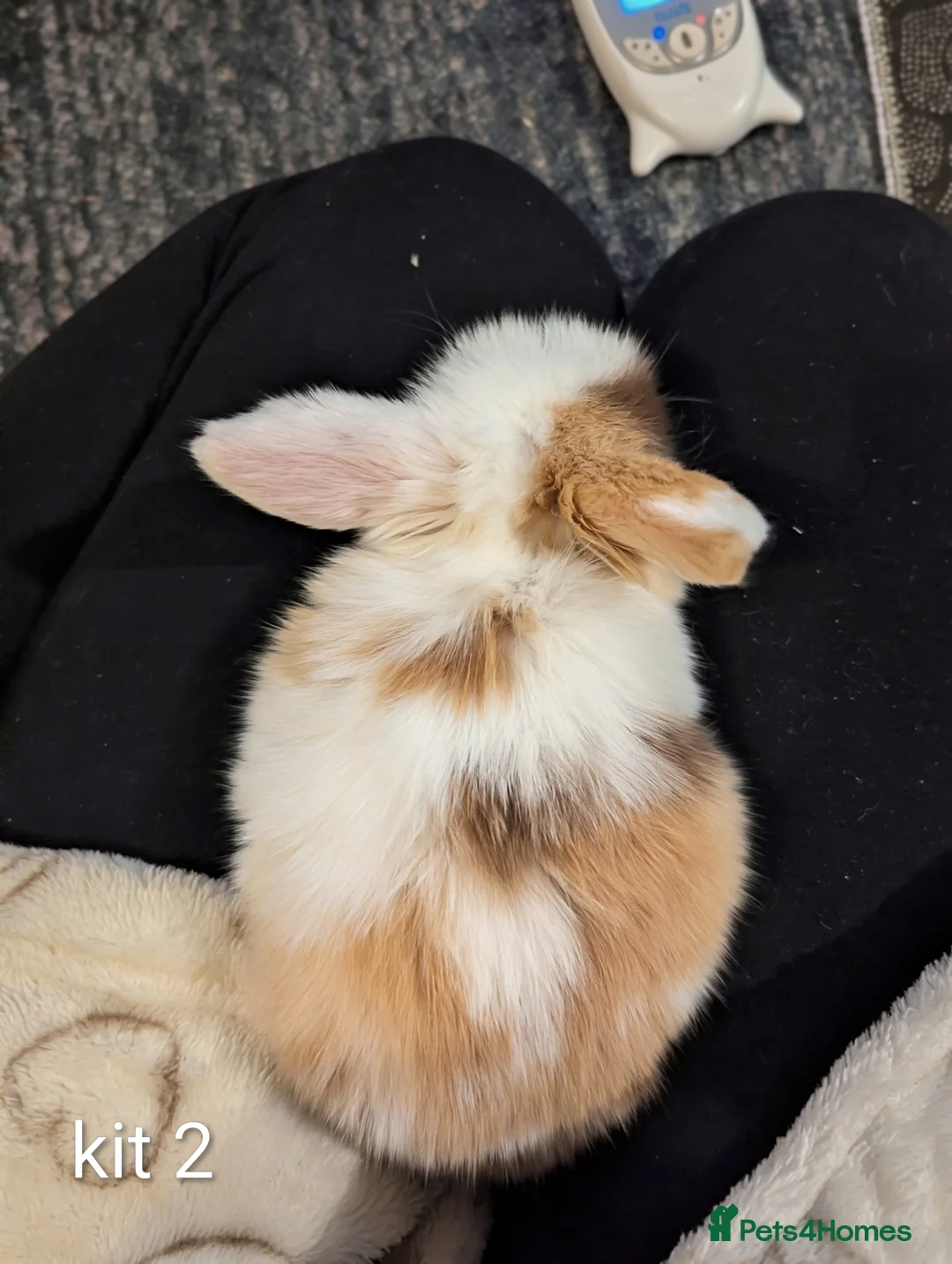 Mini Lop rabbits for sale: Pure bred mini lops (indoor only) - Advert 12