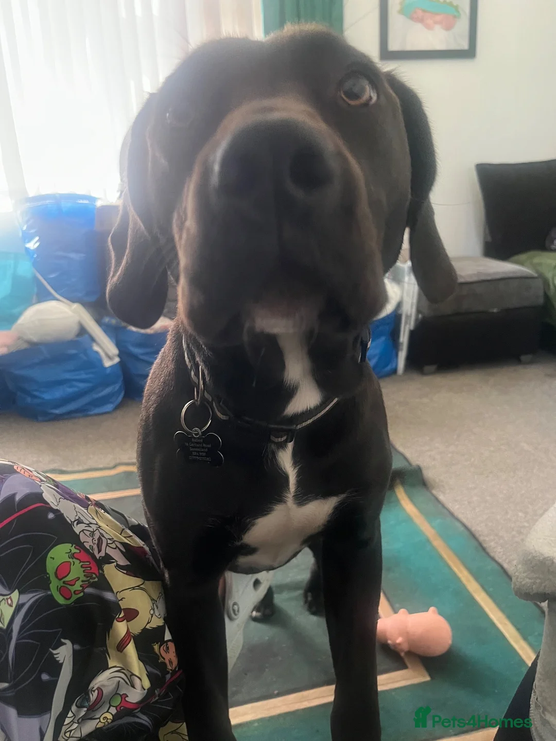 Mixed Breed dogs for sale: Staffy x spaniel male in Sunderland - Advert 4
