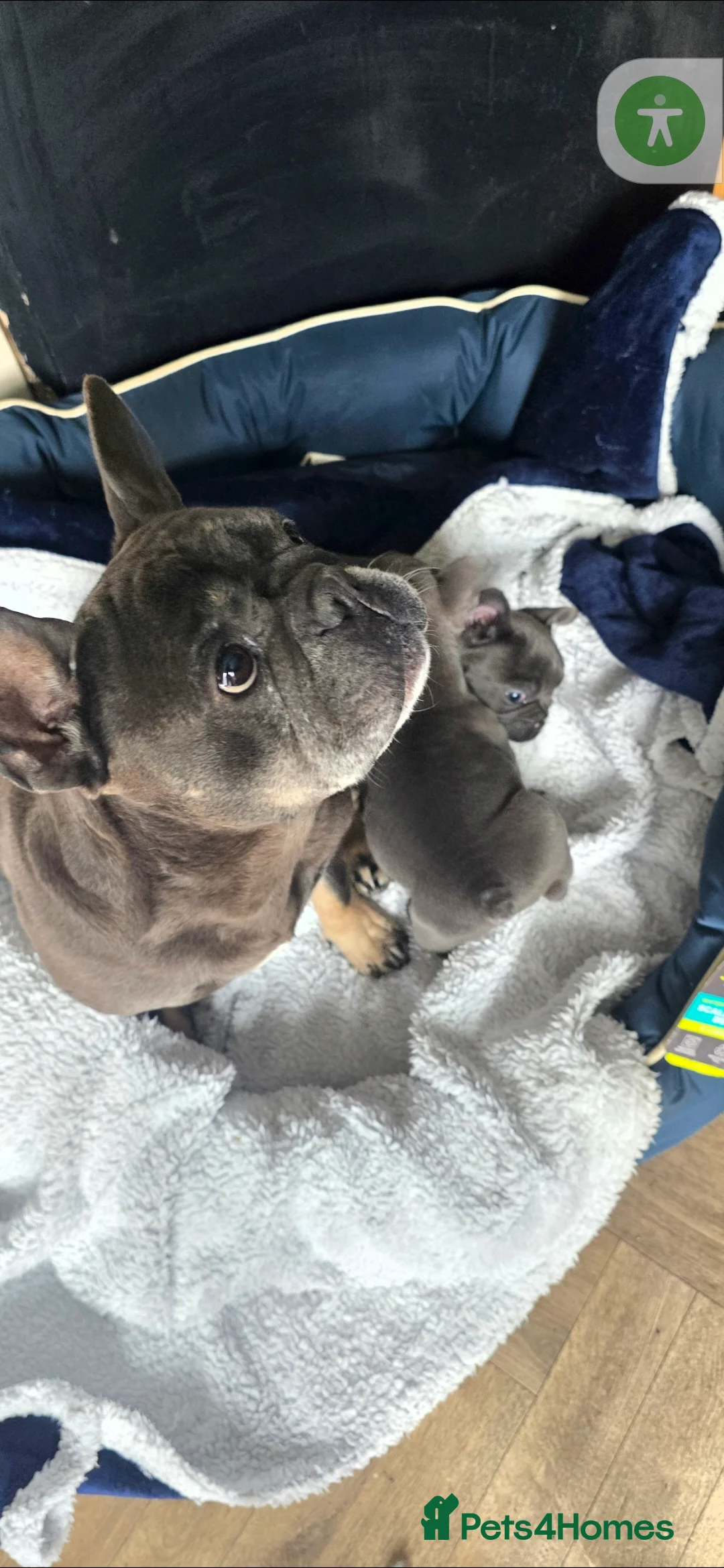 French Bulldog dogs for sale: Blue female fench bulldog puppie *PET ONLY* - Advert 1