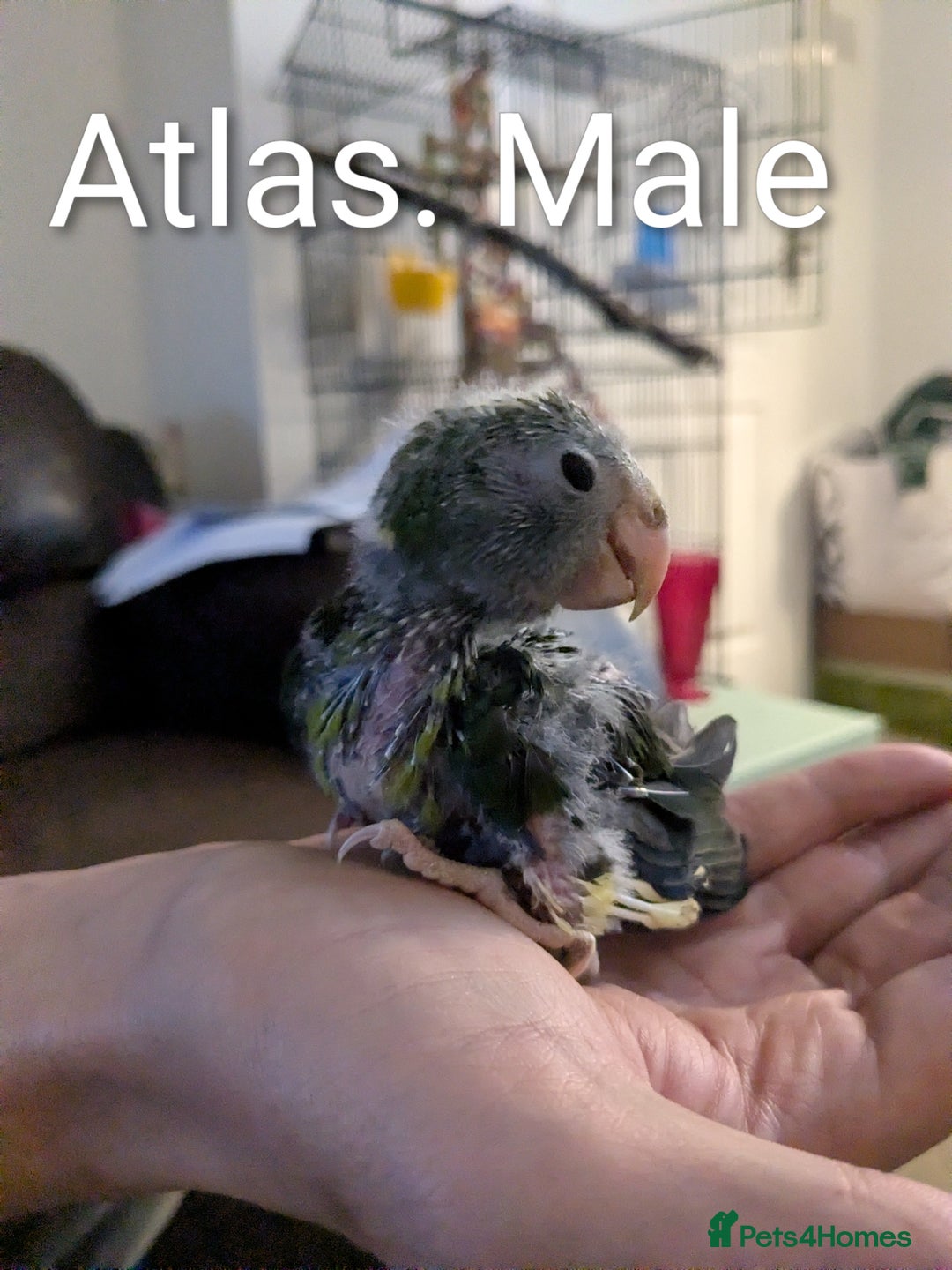 Parakeets birds for sale: Hand reared baby kakarikis - Advert 3