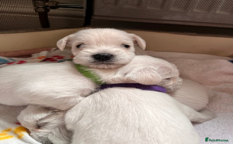 Miniature Schnauzer dogs - Advert 1