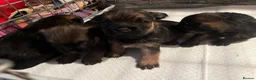 Border Terrier dogs for sale: Loving little border terriers(KC registered) - Advert 2