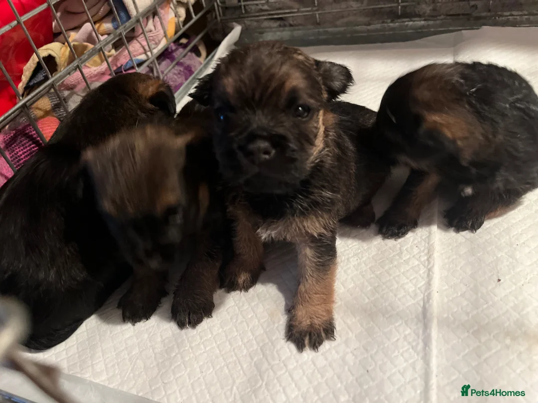 Border Terrier dogs for sale: Loving little border terriers(KC registered) - Advert 2