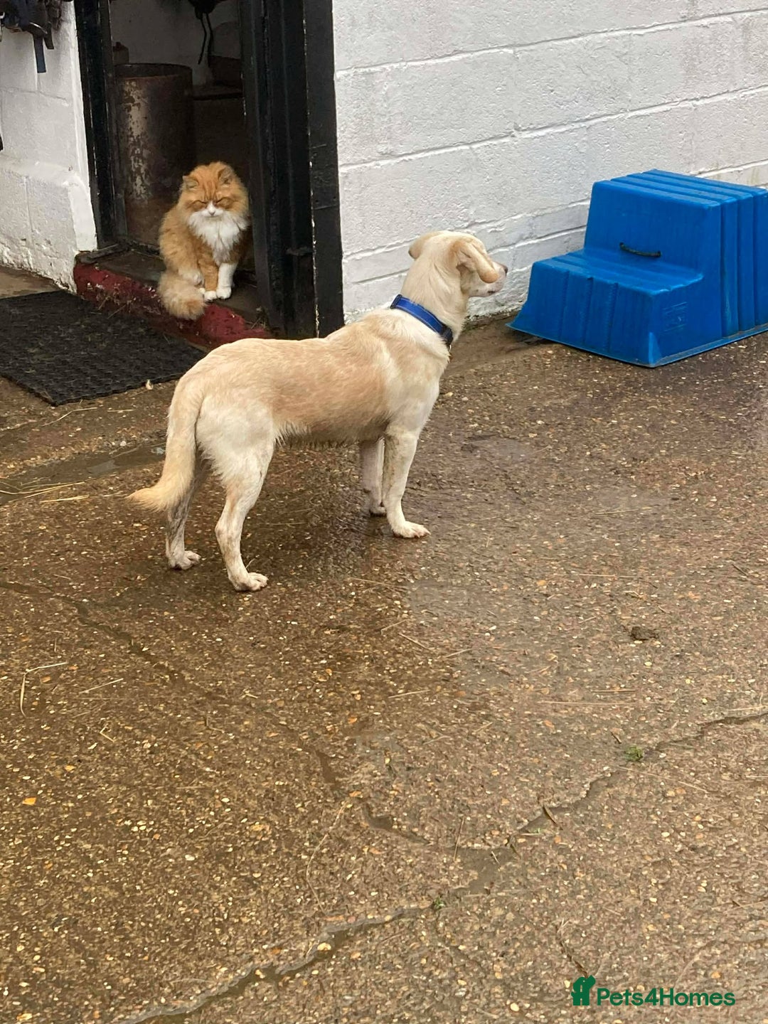 Mixed Breed dogs for adoption: REX   - Advert 6